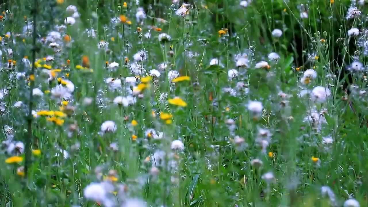 Stop the busy steps of the past and enjoy the tranquility of nature at this moment.