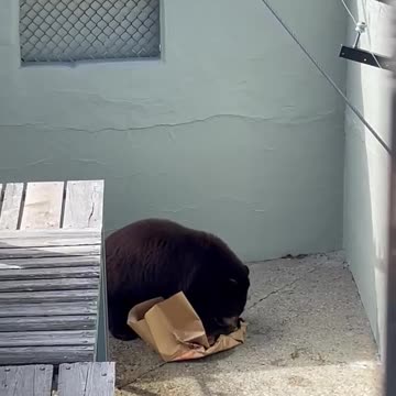Bear Ripping Bag to get food!