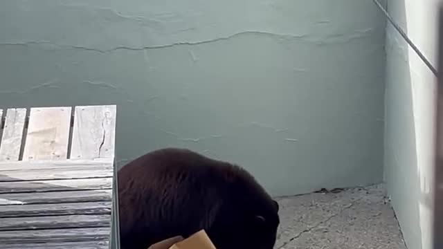 Bear Ripping Bag to get food!