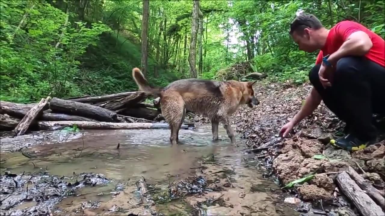 best pet