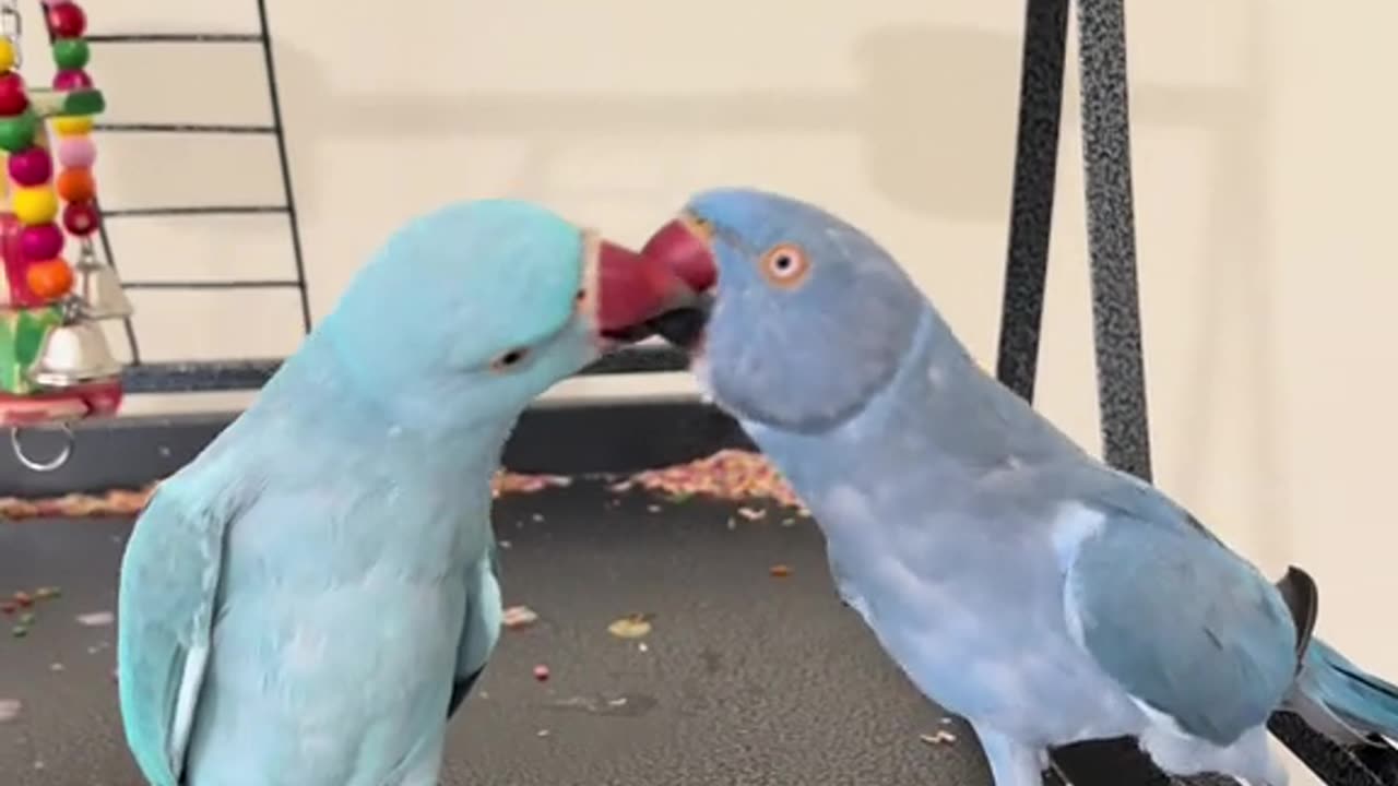 parrot Vs parrot Hot sacen