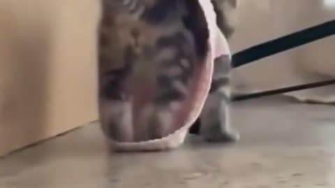 Cute cat