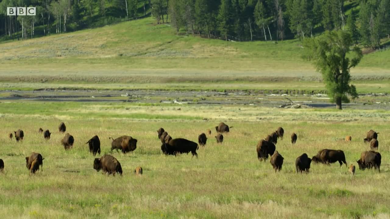 Bison Fight for Mating Rights