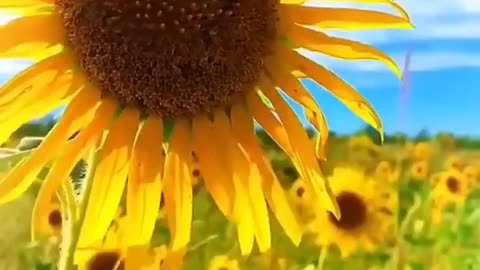 Beautiful sunflower