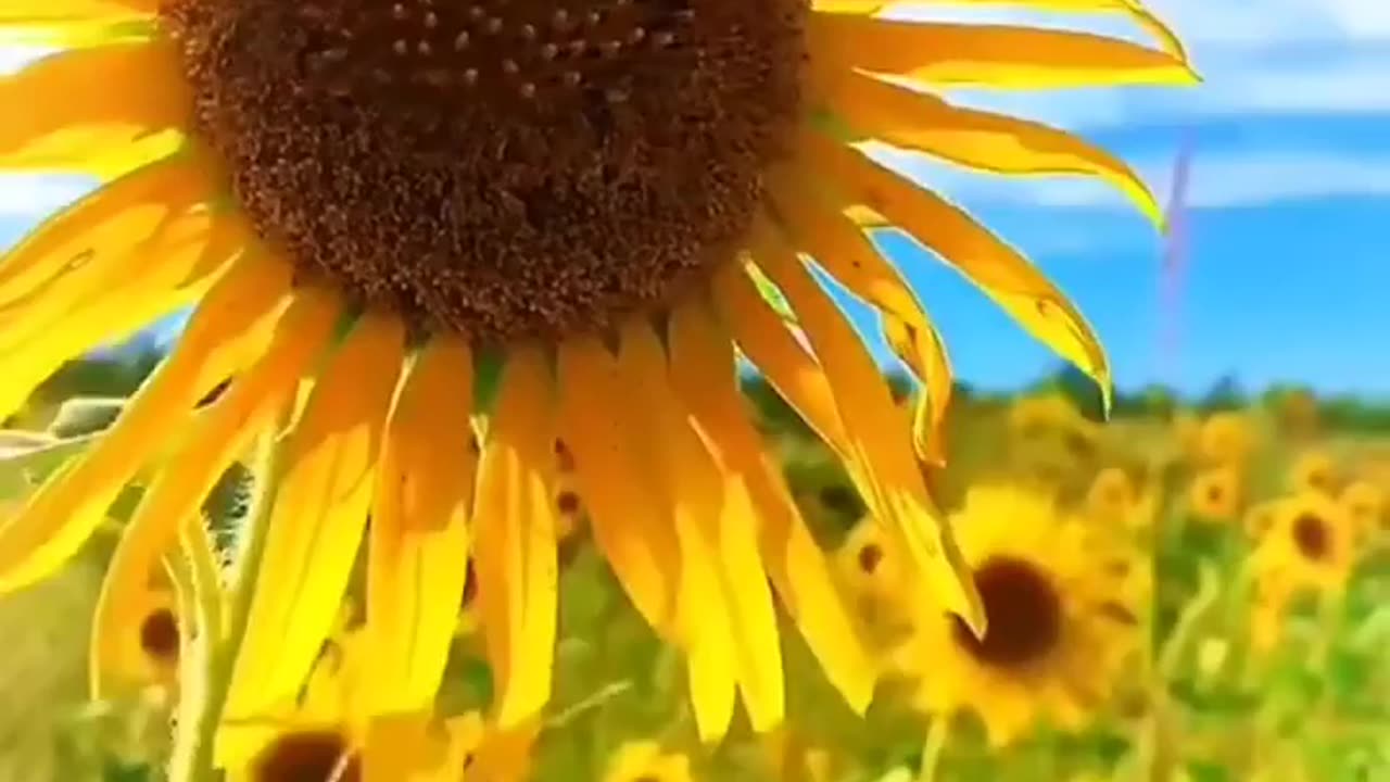 Beautiful sunflower