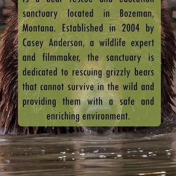Meet the Bears of Montana Grizzly Encounter