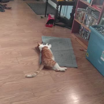 Silly Squeeker on a rug