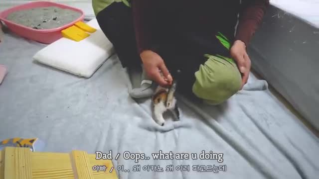 My Dad who said "I don't like cat" Finally Meets the Rescued Kitten