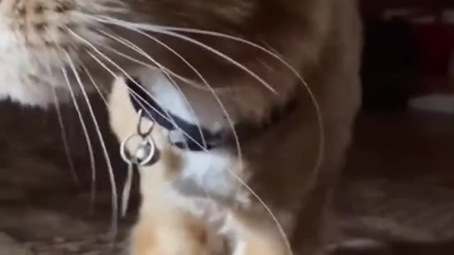 funny animals