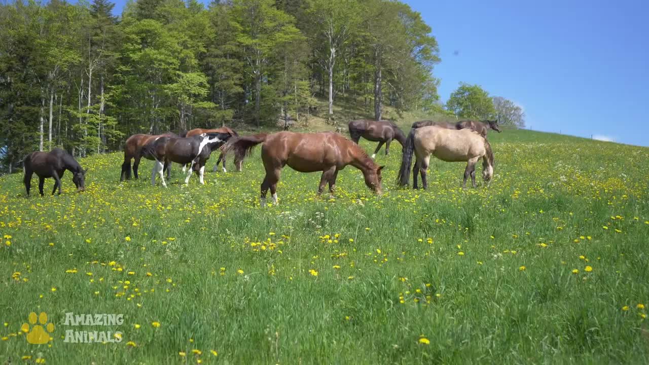 The Natural Habitat of Horses. Sounds of Nature.