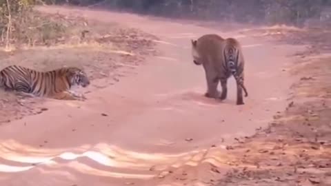 Two Danger Tigers Fight