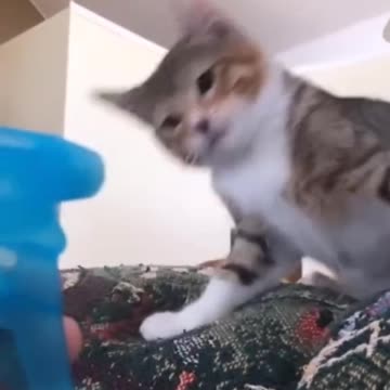 Cats get angry and kill people