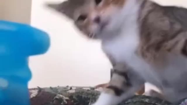 Cats get angry and kill people