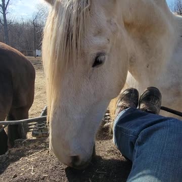 Funny horse using his nose to play
