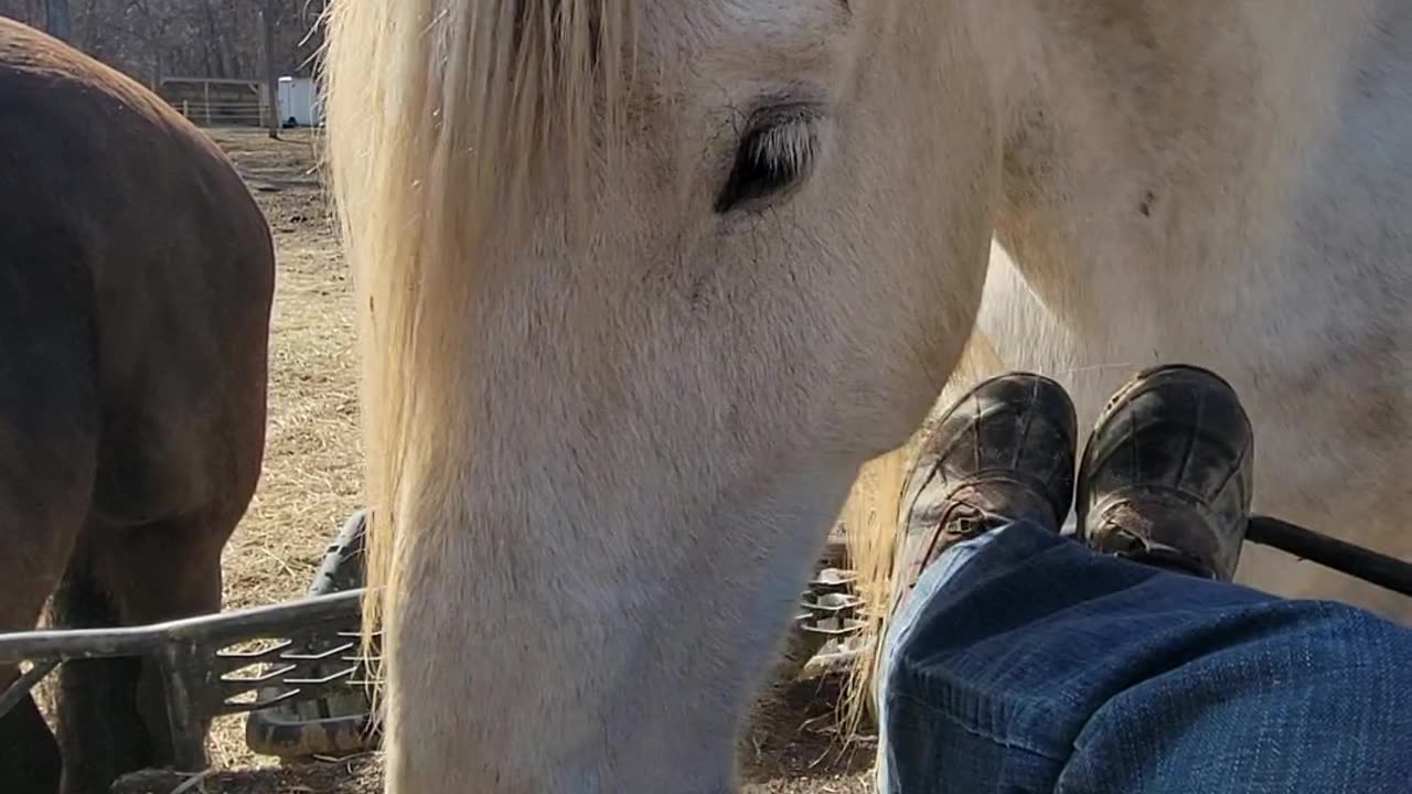 Funny horse using his nose to play