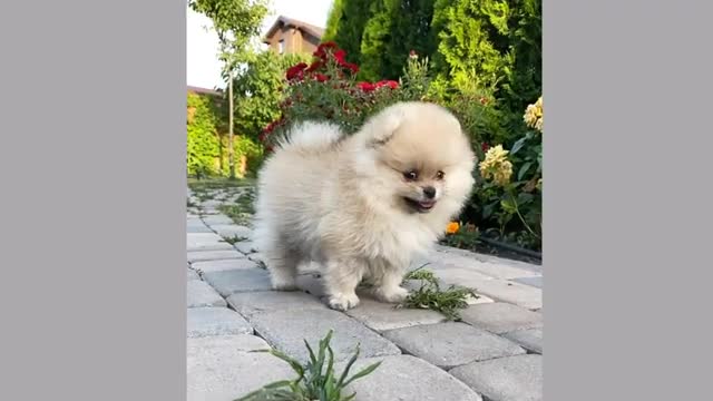 Cats compilation | Cat Funny video | Cats and dogs Funny video 2021 | cute funny pet video