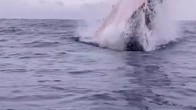 Have you ever see how whale do their jump Please share and Like 😊😊