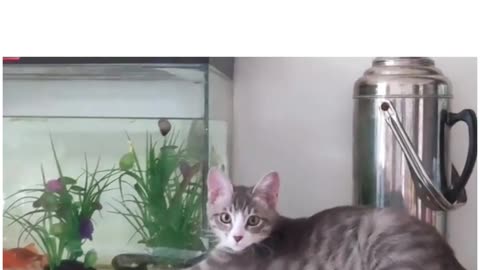 Cat tries to catch fish in fish tanks