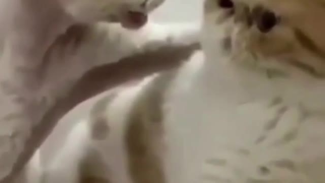 batendo um papinho