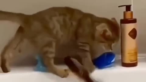 Hilarious Cat and Dog Moments Guaranteed to Make You Smile