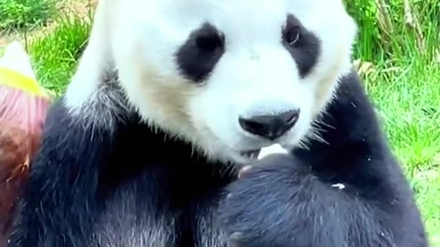 The lovely panda is eating