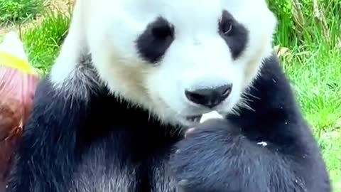 The lovely panda is eating