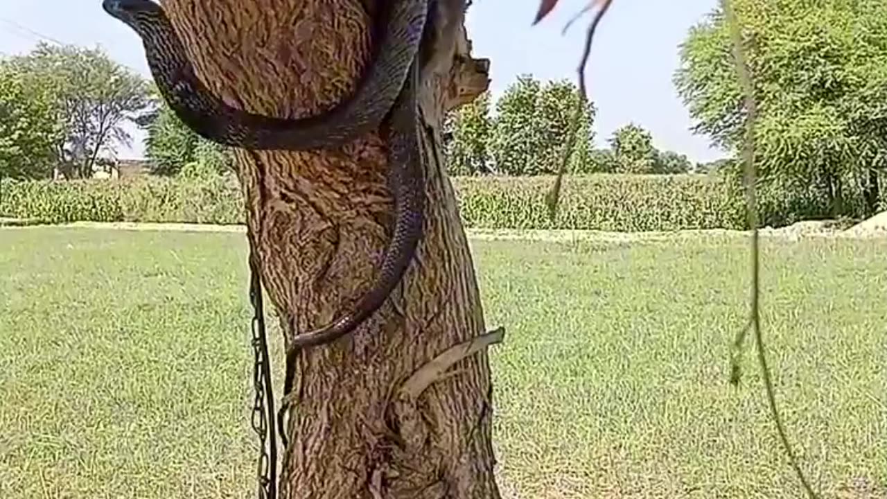 Funny video of snake and monkey. funny video.