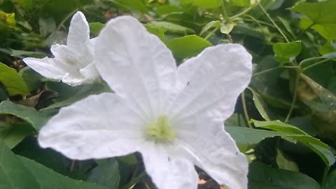 Animal flowers universe.
