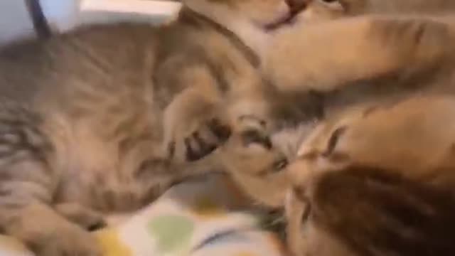 I am a good brother, help me scratch the itch. ,