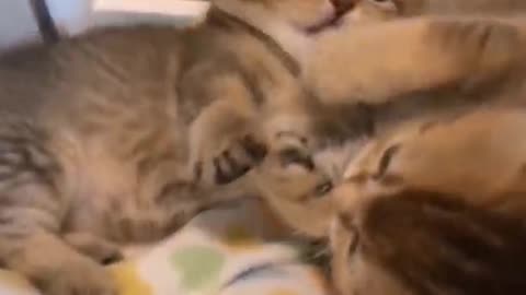 I am a good brother, help me scratch the itch. ,