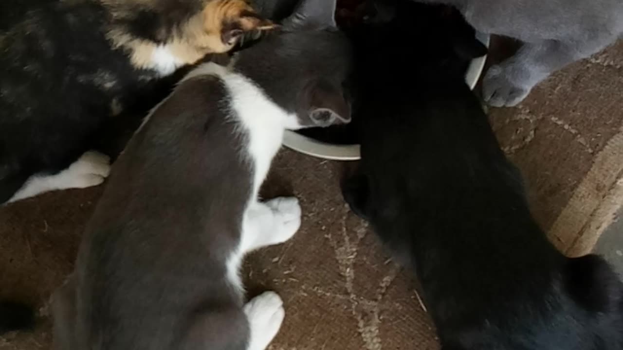 Raising The Whole Litter