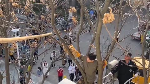 Cat-on-the-Tree Adventures || Short Cat lovers