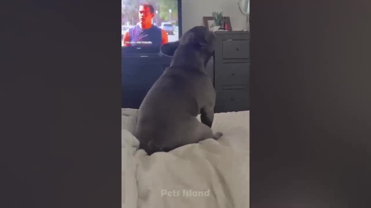 Dog funny reaction