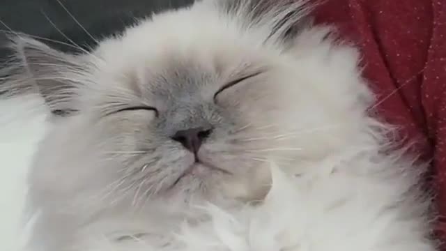 cat what's your face