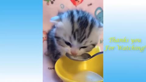 Awesome Cat's Funny video watch