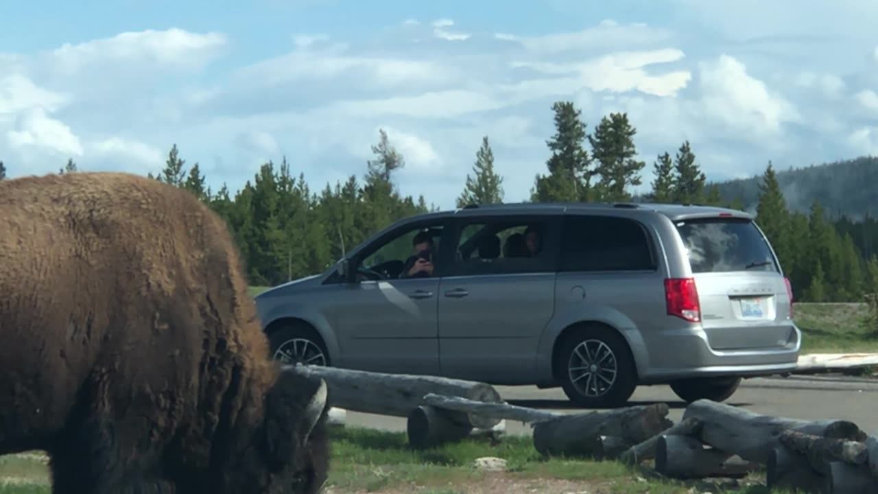 Bison Charges Tourists in Yellowstone National Park