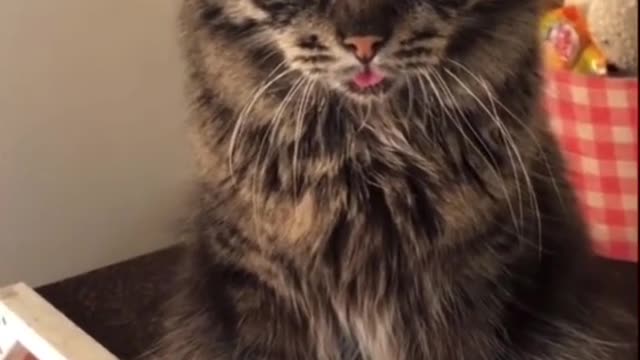 Funny cat