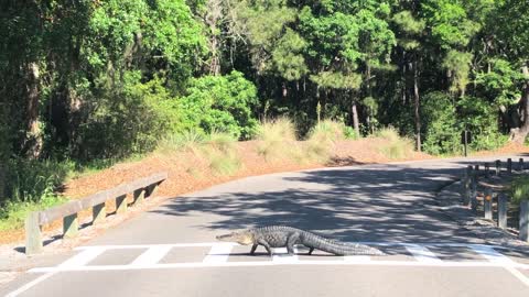 Alligator Walks Across Road From One Side to Another Over Crosswalk