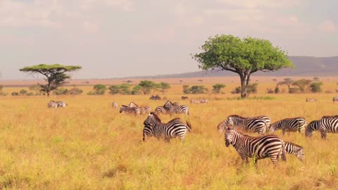 Zebras