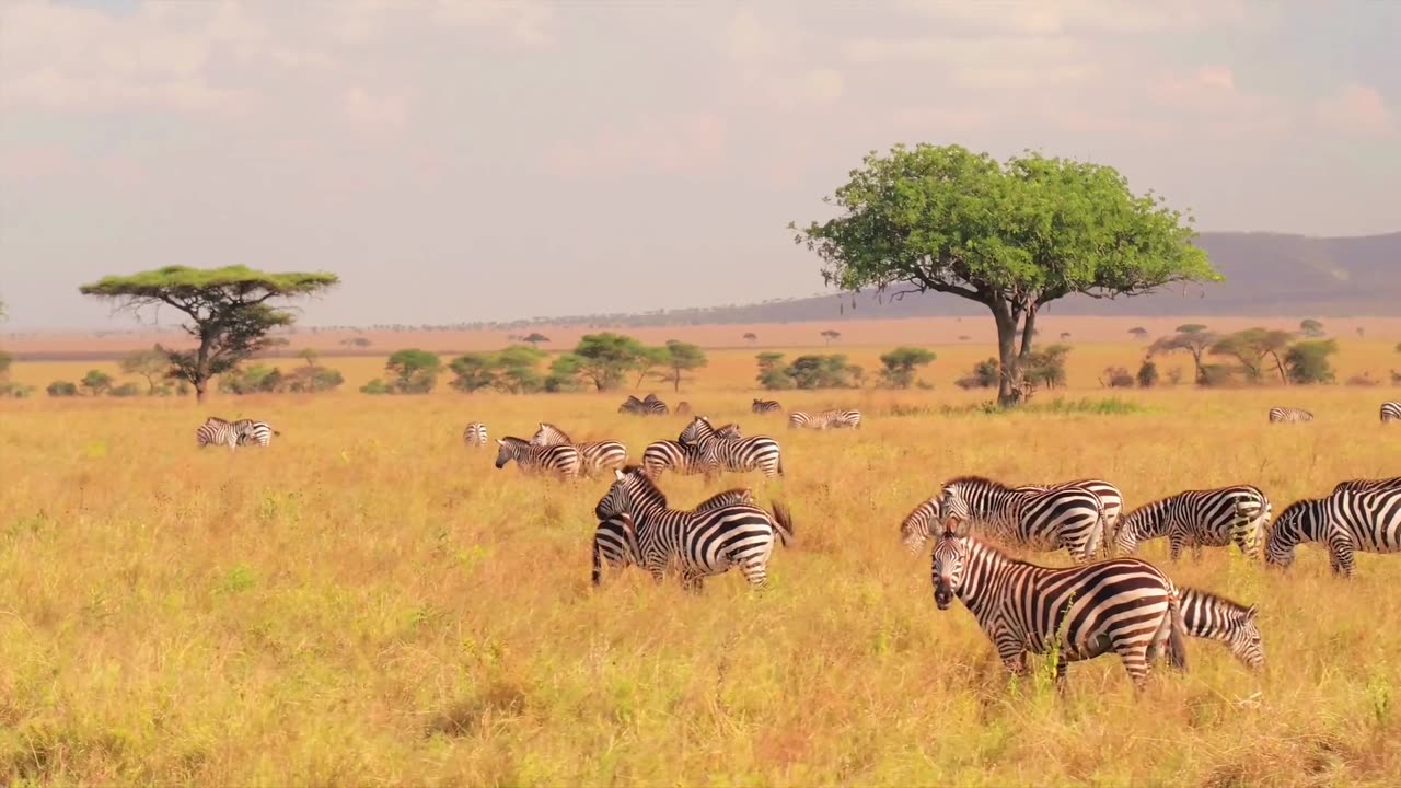 Zebras