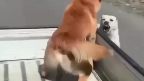 Funny animal video