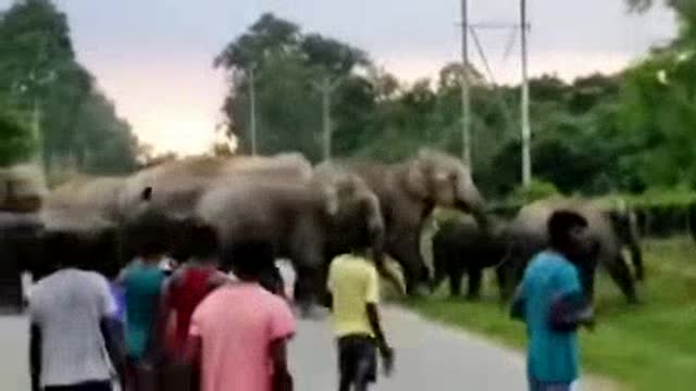 Angry 😤 🐘🐘🐘🐘🐘🐘🐘🐘🐘🐘