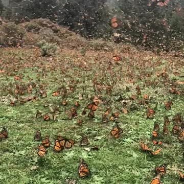 Monarch Butterflies