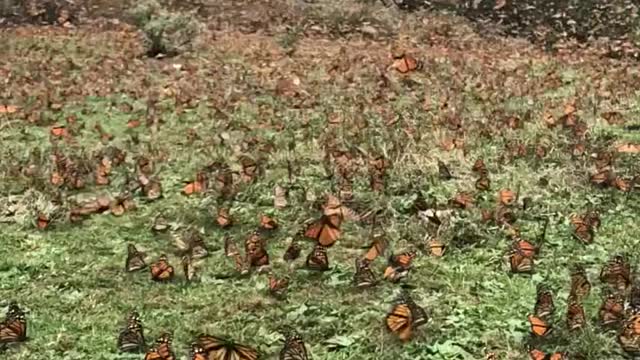 Monarch Butterflies