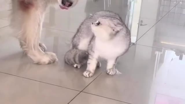 smart dog is holding a cat in a fight