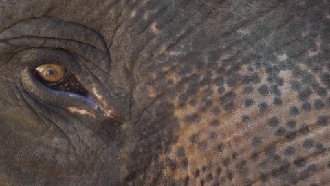 Close-Up View of an Elephant's Eye