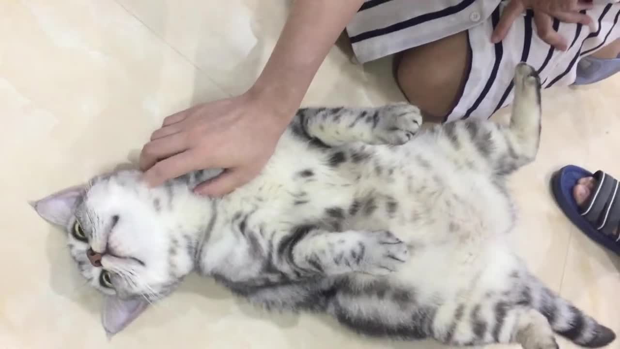 A cute face! The cat enjoys the owner's tummy!