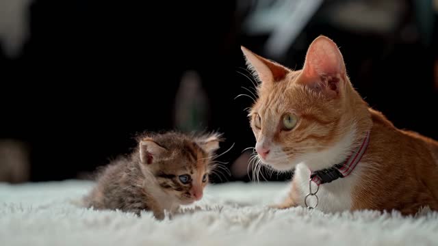 Cute baby cat with mom😍