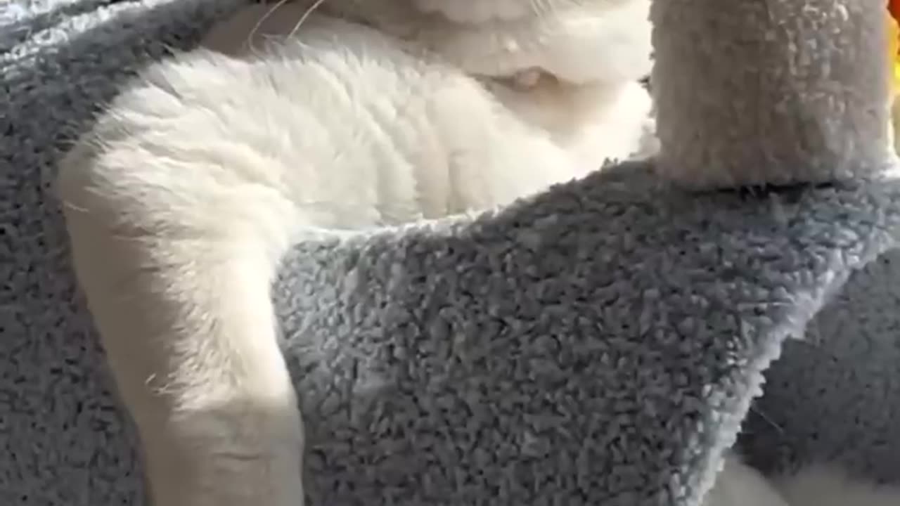 Lol,super funny cute cats video best moments of cats shorts
