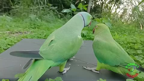 Parrot 🦜 Funny Moment's